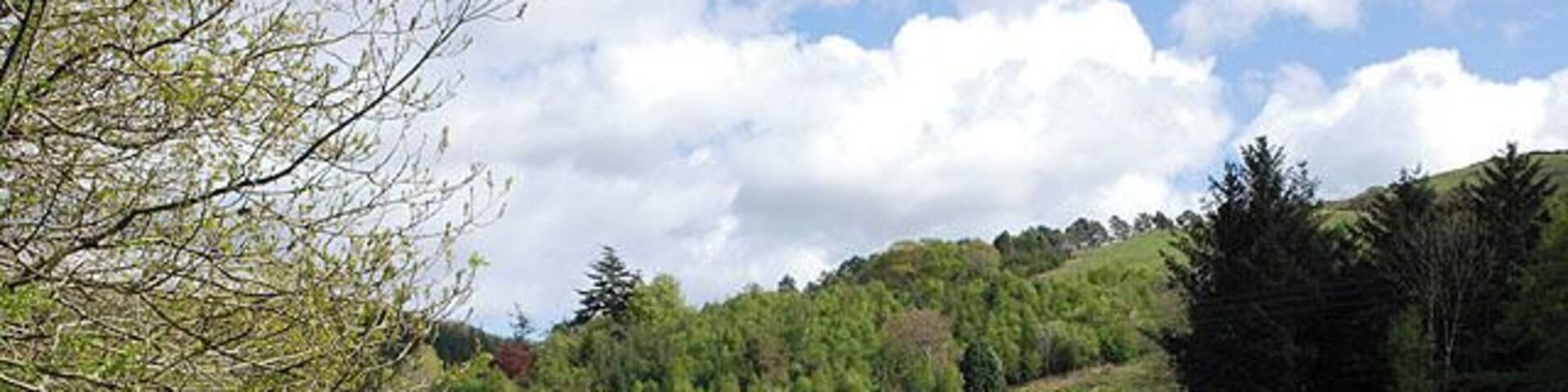 Field south of Gelli-goch Grazing land, surrounded by forestry. The Nant Rhisglog can be seen in the foreground.