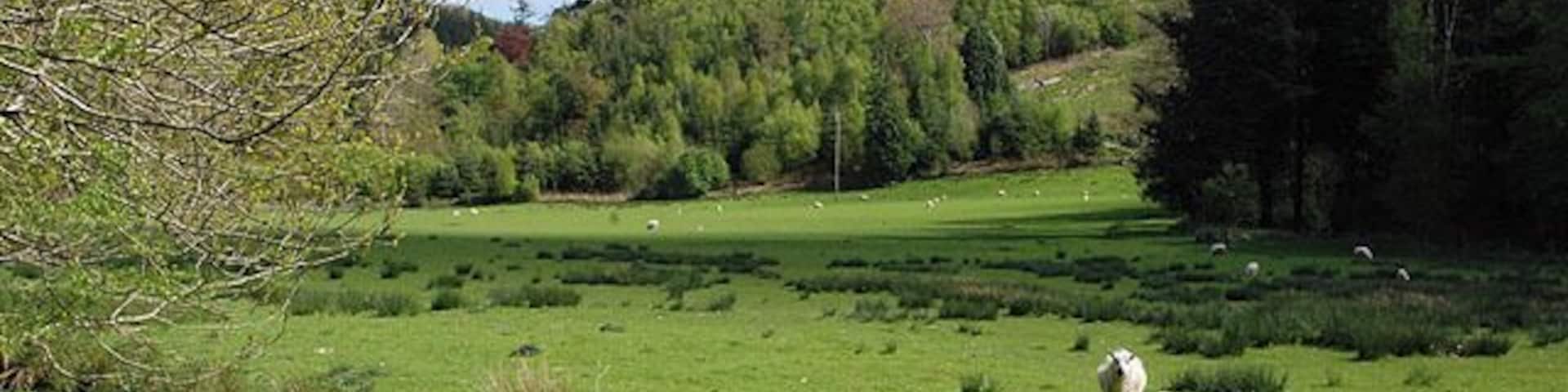 Field south of Gelli-goch Grazing land, surrounded by forestry. The Nant Rhisglog can be seen in the foreground.
