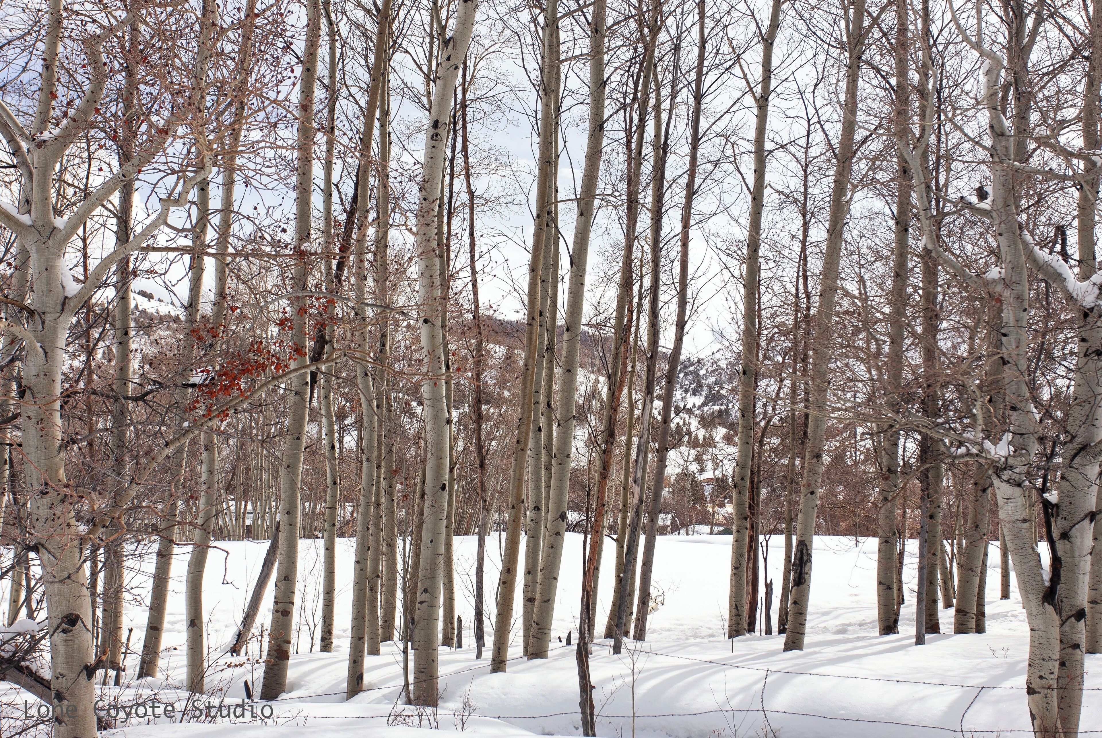 A snowy forest with tall birch trees and a snow-covered ground.
