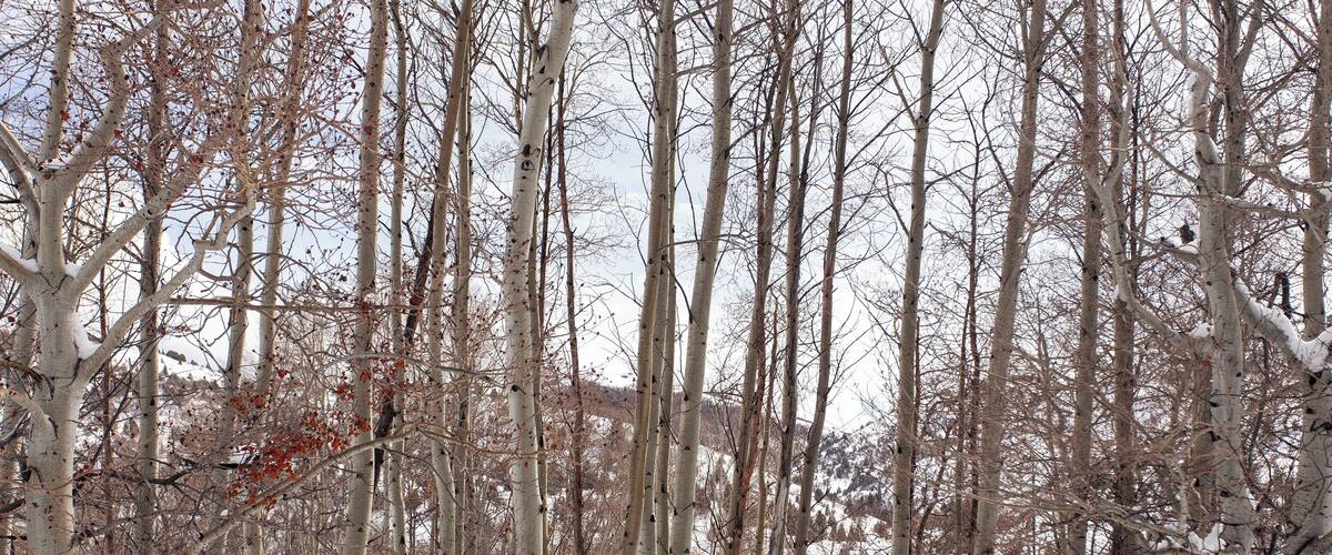 A snowy forest with tall birch trees and a snow-covered ground.