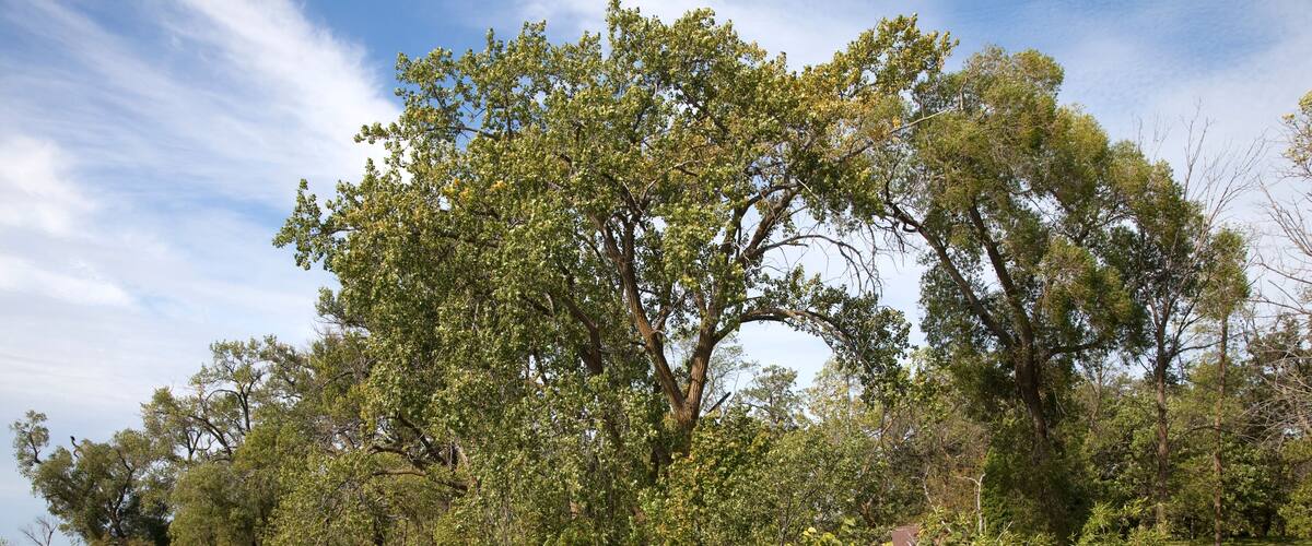 Pristine Lake Clitherall shoreline. Clitherall Minnesota MN USA