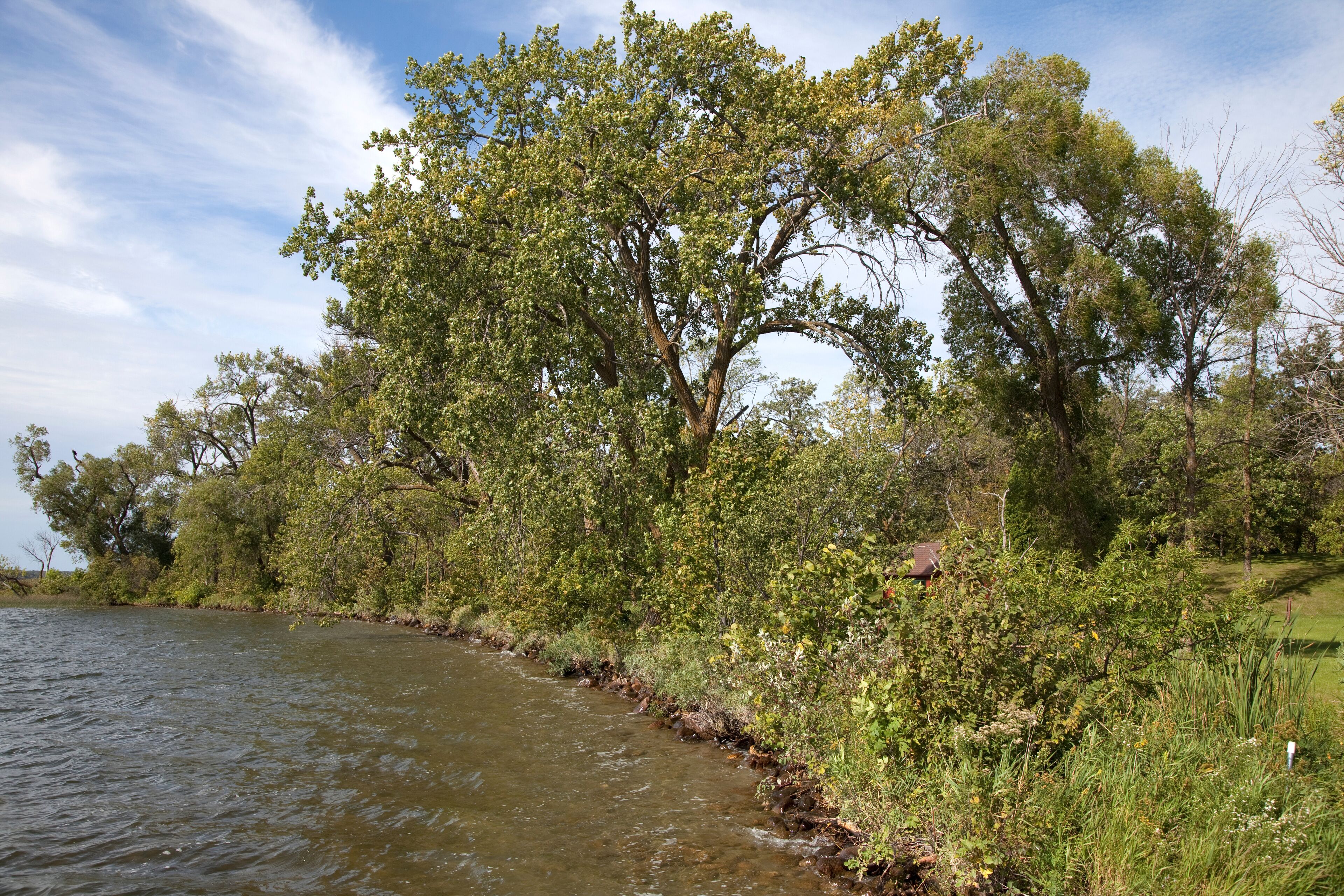 A river with trees and greenery along the banks.