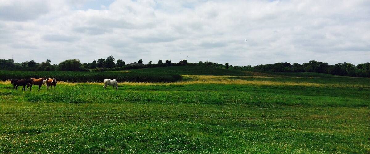 A green field with cows grazing under a partly cloudy sky.