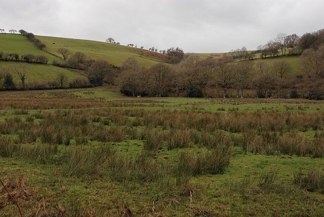 Field near Wenallt Very flat, and as most flat fields here are, fairly damp judging from the reeds.