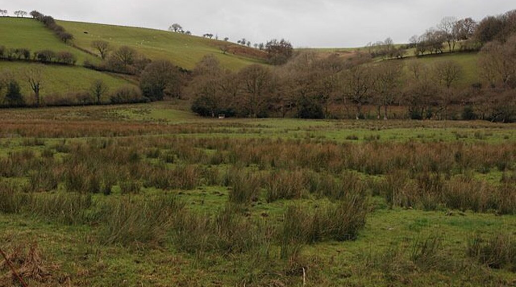 Field near Wenallt Very flat, and as most flat fields here are, fairly damp judging from the reeds.