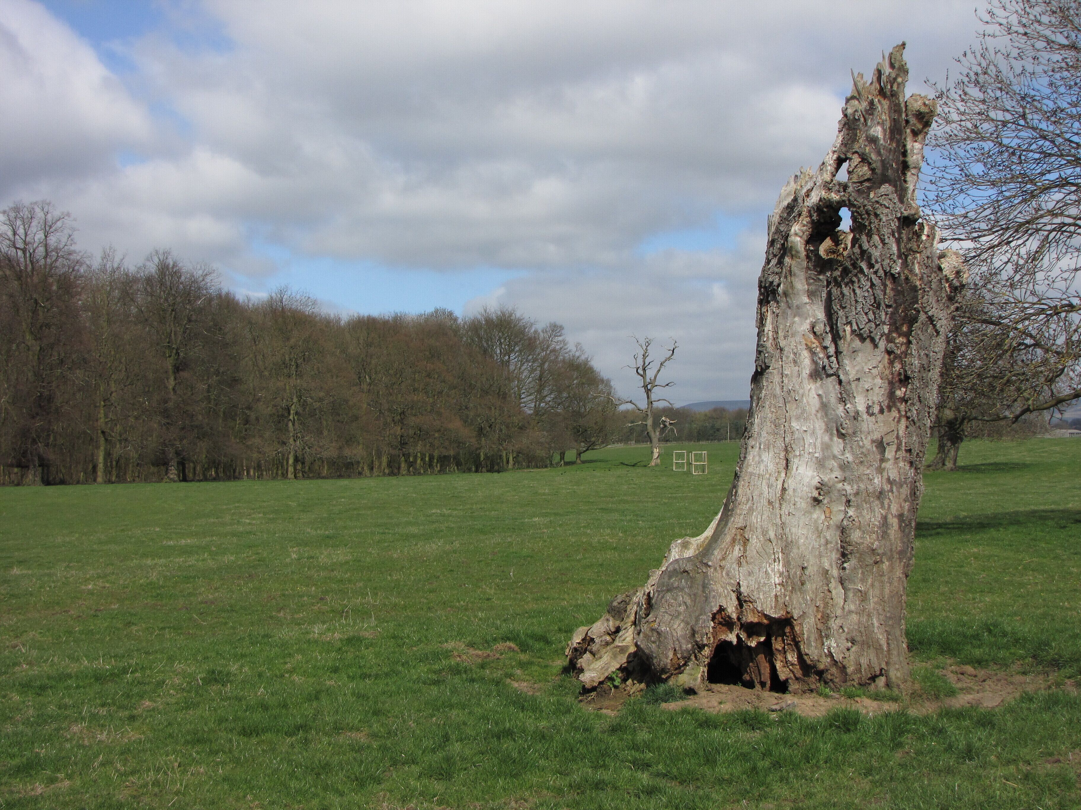 Brawith Wood View from Clipt Lane.