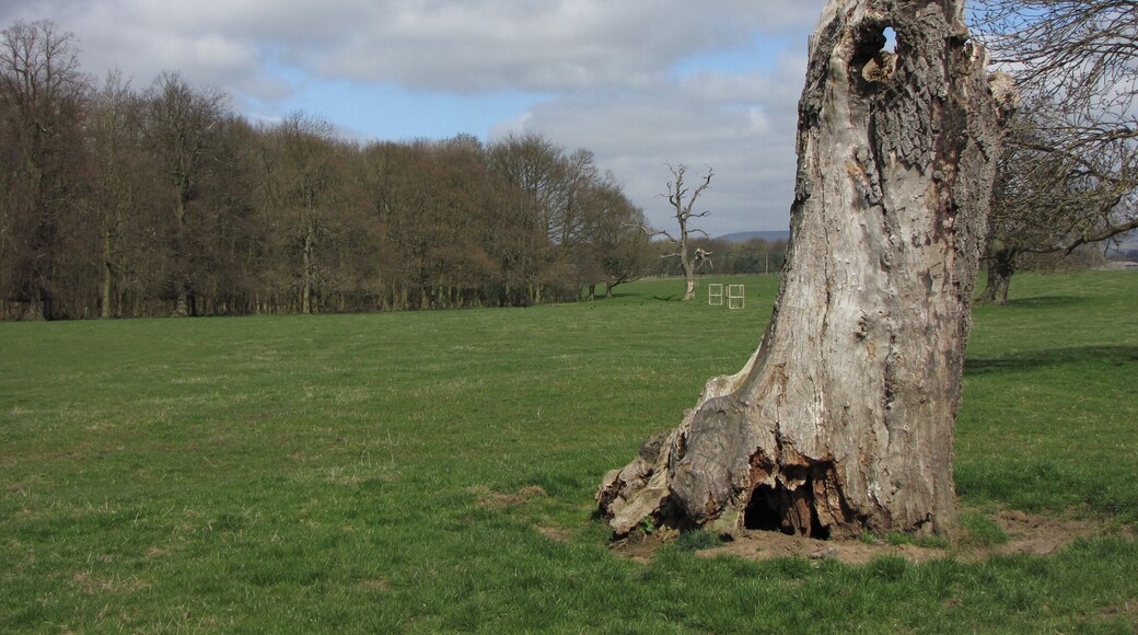 Brawith Wood View from Clipt Lane.