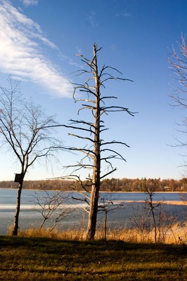 AANAFN Dead tree on the lakeshore. Emily Minnesota USA