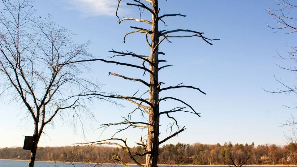 A leafless tree by a lake with a wooden structure on the left.