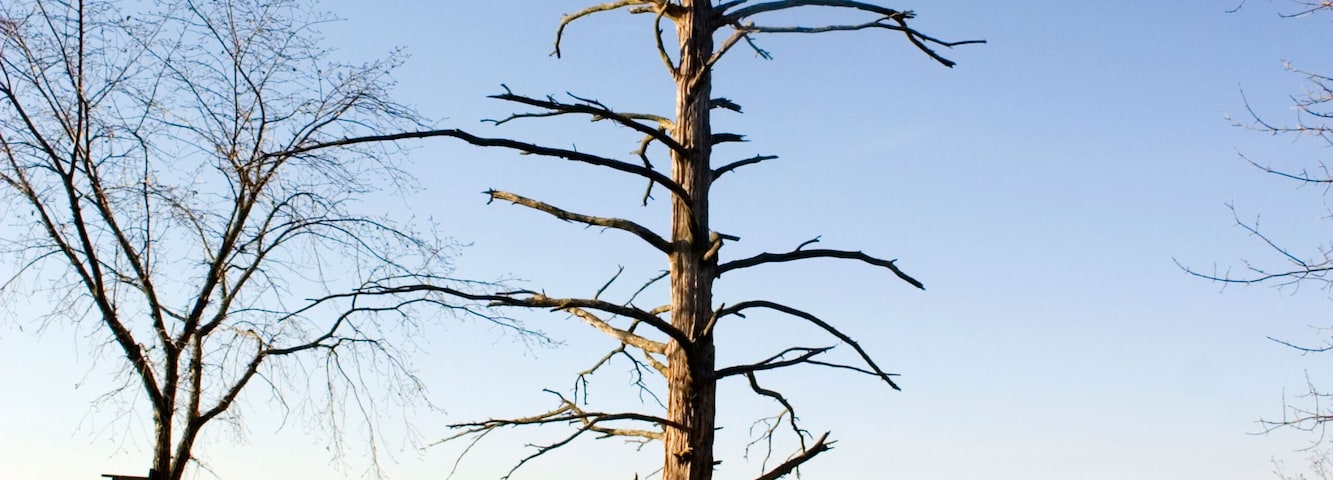 AANAFN Dead tree on the lakeshore. Emily Minnesota USA