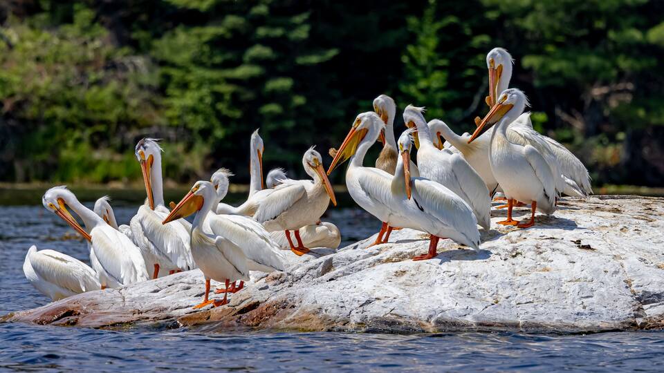 A group of white pelicans with orange beaks and feet on a rocky outcrop by water.