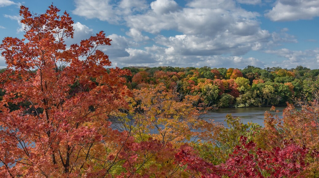 Fall scene of colorful orange, red, yellow, and green trees seen from above the Mississippi River in St Paul Minnesota