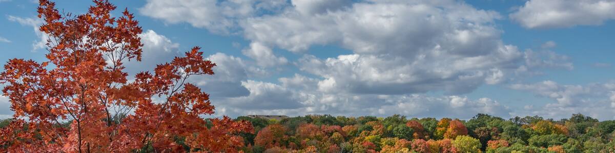 Fall scene of colorful orange, red, yellow, and green trees seen from above the Mississippi River in St Paul Minnesota