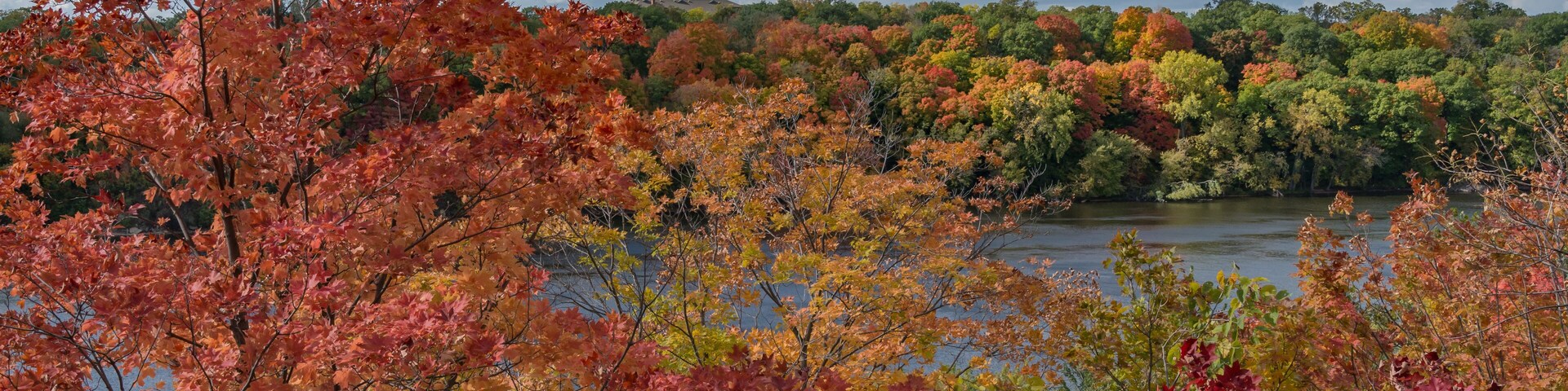 Fall scene of colorful orange, red, yellow, and green trees seen from above the Mississippi River in St Paul Minnesota
