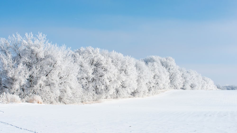 Beautiful winter scene with snow covered trees along a field.