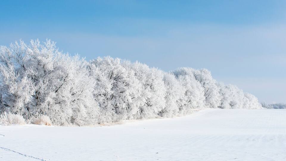 A snow-covered landscape with a clear blue sky and a line of frost-covered trees.