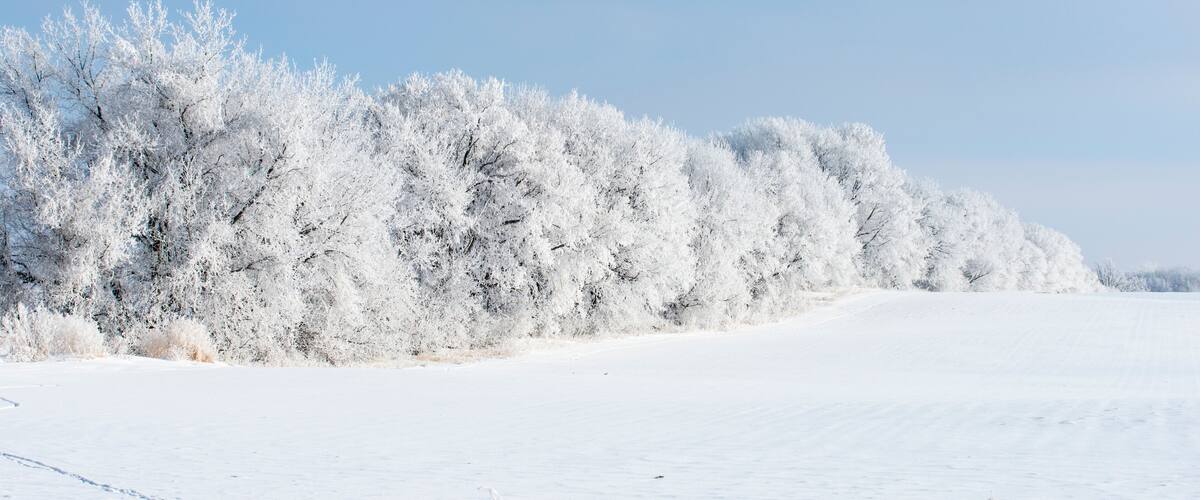 A snow-covered landscape with a clear blue sky and a line of frost-covered trees.