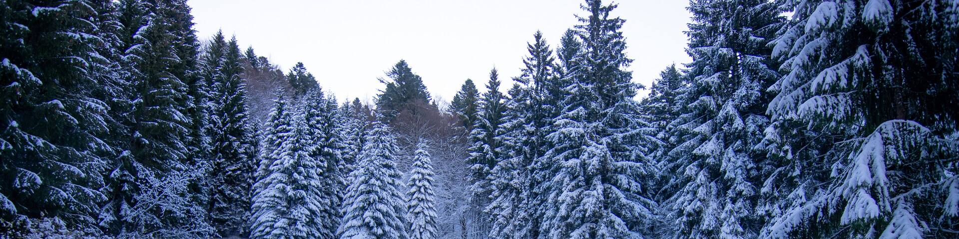 the forest whitened by fresh snow