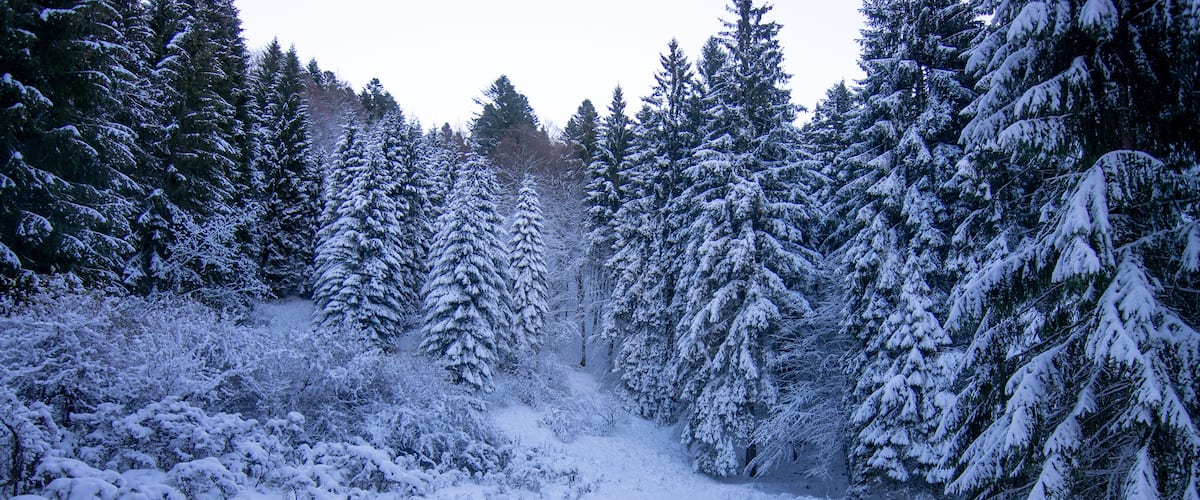 A snow-covered forest with dense evergreen trees.