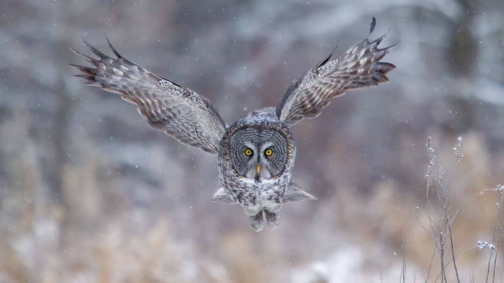 Great Gray Owl taken in Northern MN