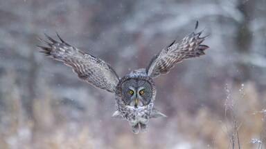 Great Gray Owl taken in Northern MN