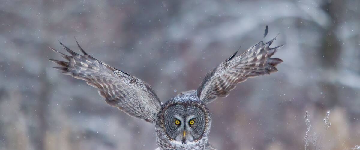 An owl in flight with snowflakes around it.