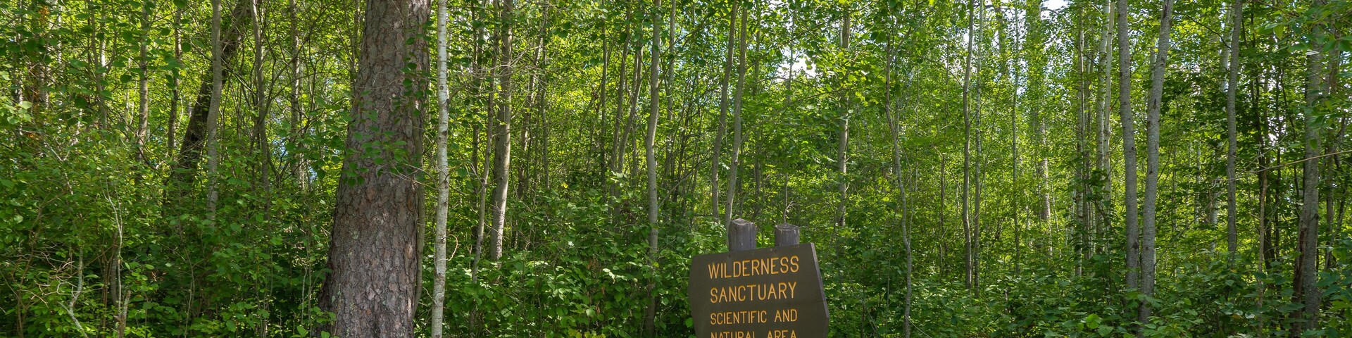 Wooden sign marking a Wilderness Sanctuary in Itasca State Park, located in a forest area in northern Minnesota.