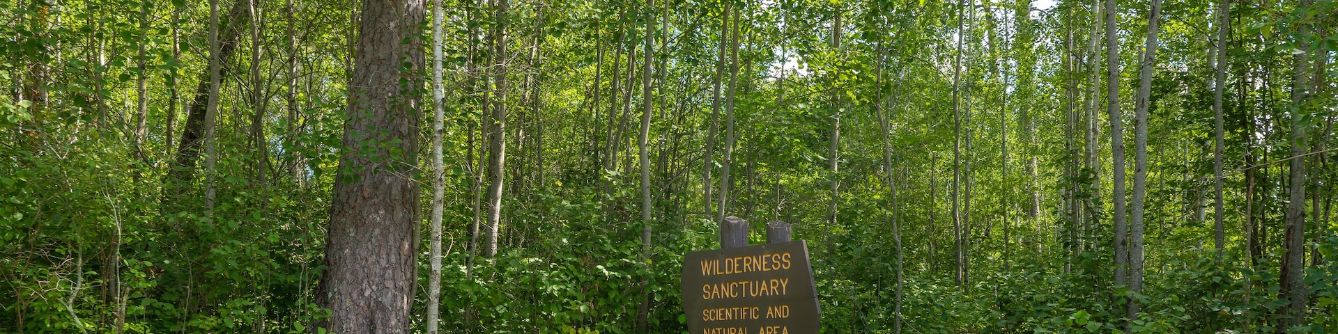 Wooden sign marking a Wilderness Sanctuary in Itasca State Park, located in a forest area in northern Minnesota.