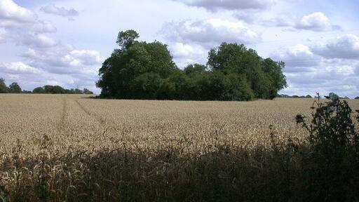 A Little Wood in a Wheat Field