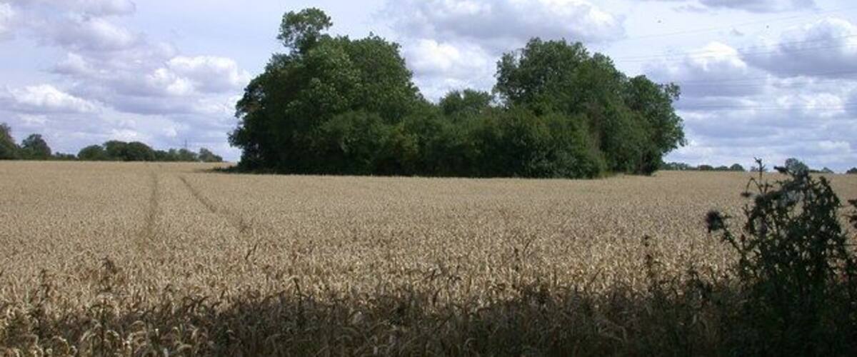 A wheat field with a cluster of trees in the background under a partly cloudy sky.