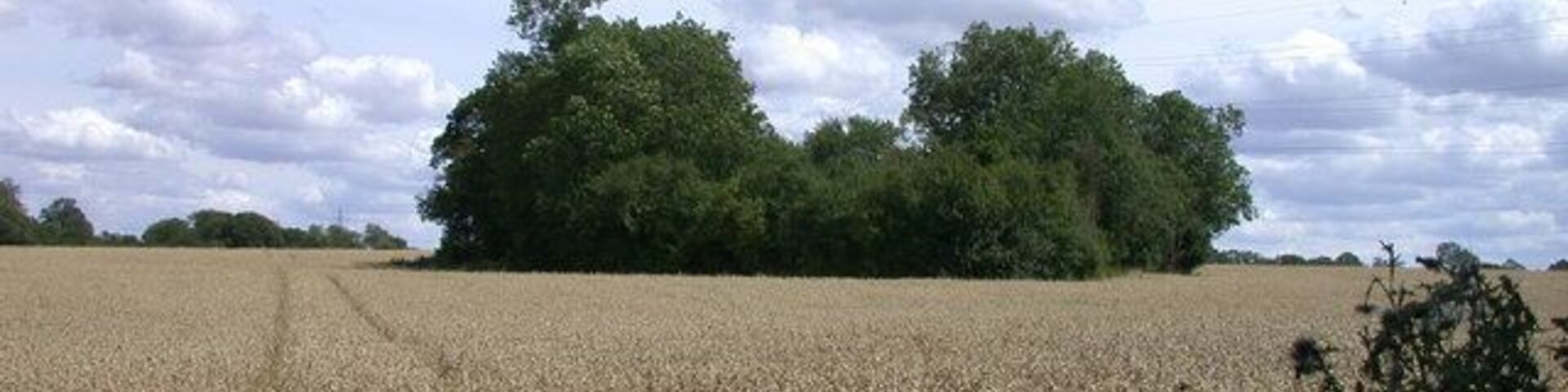 A wheat field with a cluster of trees in the background under a partly cloudy sky.