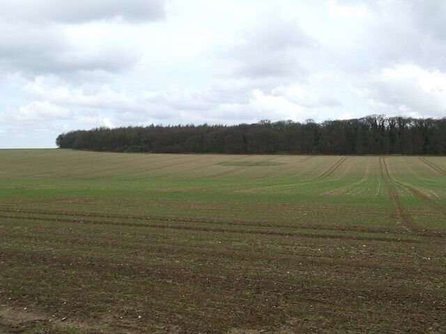 Soigne Wood Soigne Wood on the horizon near to East Walton Norfolk.