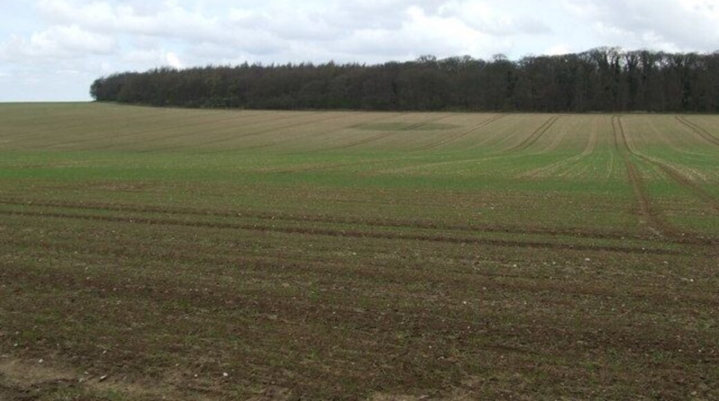 Soigne Wood Soigne Wood on the horizon near to East Walton Norfolk.