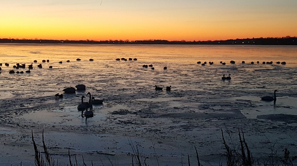 Ice coming in on edges of lake with Swans and Canadian Geese sleeping on ice.