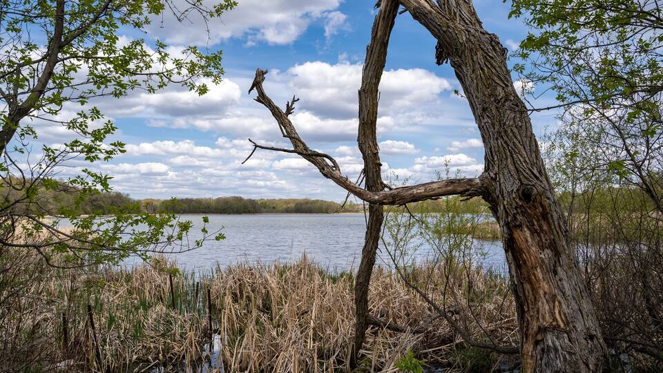 A tree with a broken trunk by a lake surrounded by reeds.