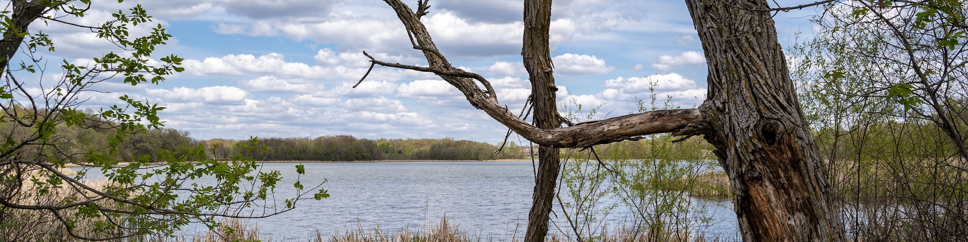Large misshapen tree on the shores of Goose Lake in Elm Creek Park Reserve in Maple Grove, Minnesota