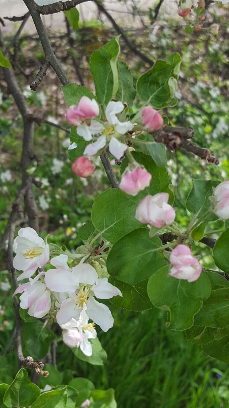 #SpringFun #appleblossom