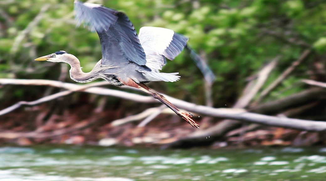 Beautiful heron taking flight
#BVStrove