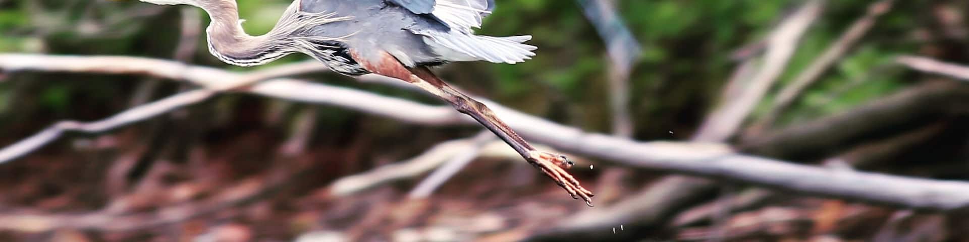 Beautiful heron taking flight
#BVStrove