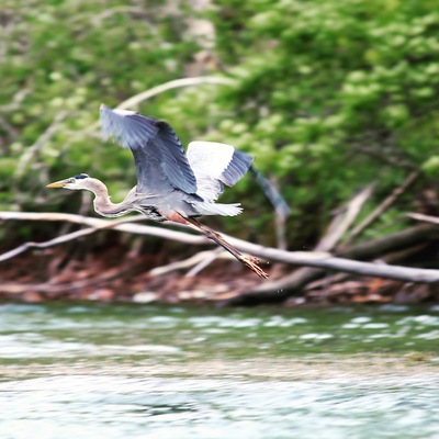 Beautiful heron taking flight
#BVStrove