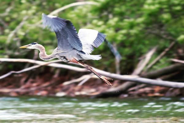 Beautiful heron taking flight
#BVStrove
