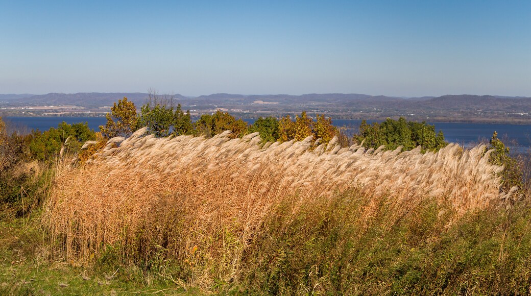 Feather Reed Grass in Autumn