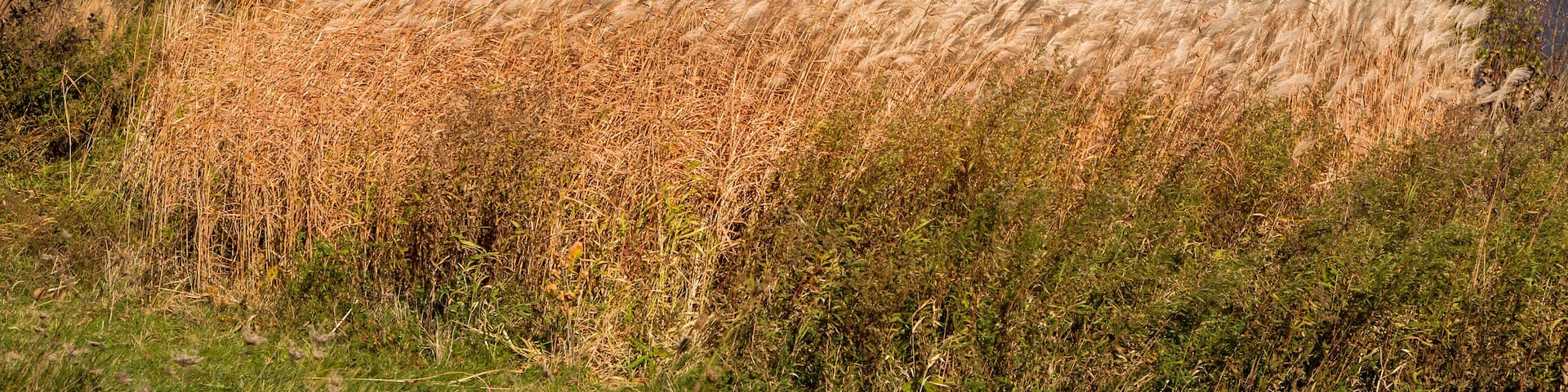Feather Reed Grass in Autumn