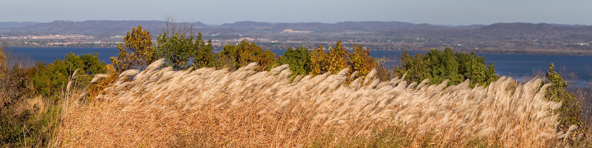 Feather Reed Grass in Autumn