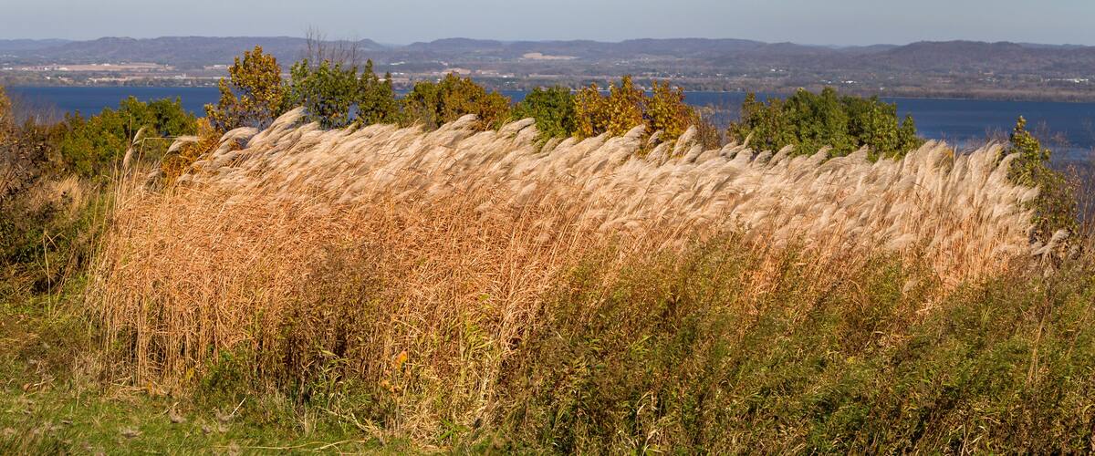 A field of tall, golden grasses with a lake and distant mountains in the background.