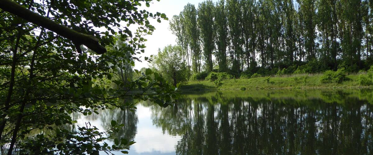 A calm lake surrounded by dense trees and greenery.