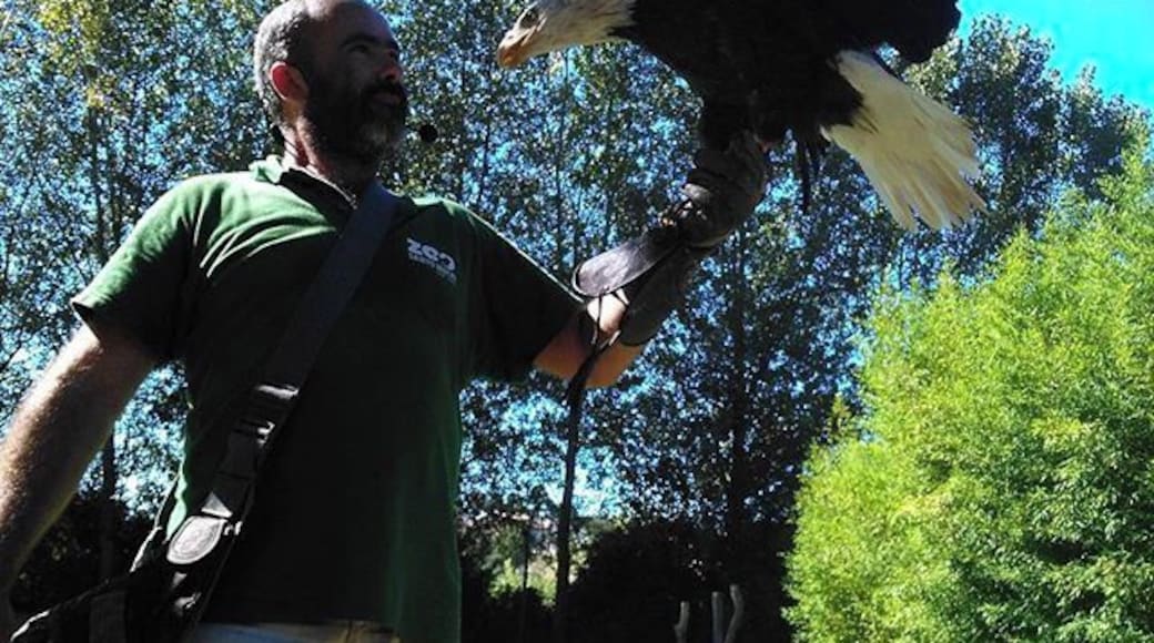 #zoo #zoosantoinacio #zoosantoinácio #animal #animals #petstagram #petsagram #photooftheday #eagle #eagles #animallovers