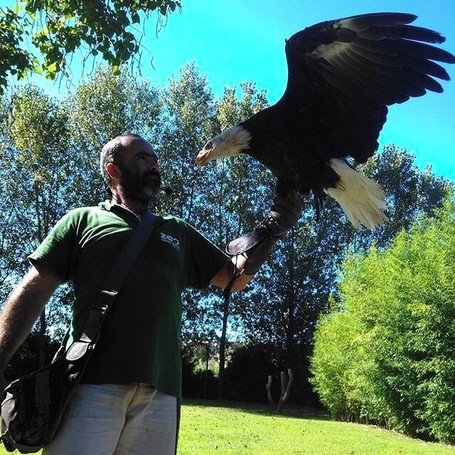 #zoo #zoosantoinacio #zoosantoinácio #animal #animals #petstagram #petsagram #photooftheday #eagle #eagles #animallovers