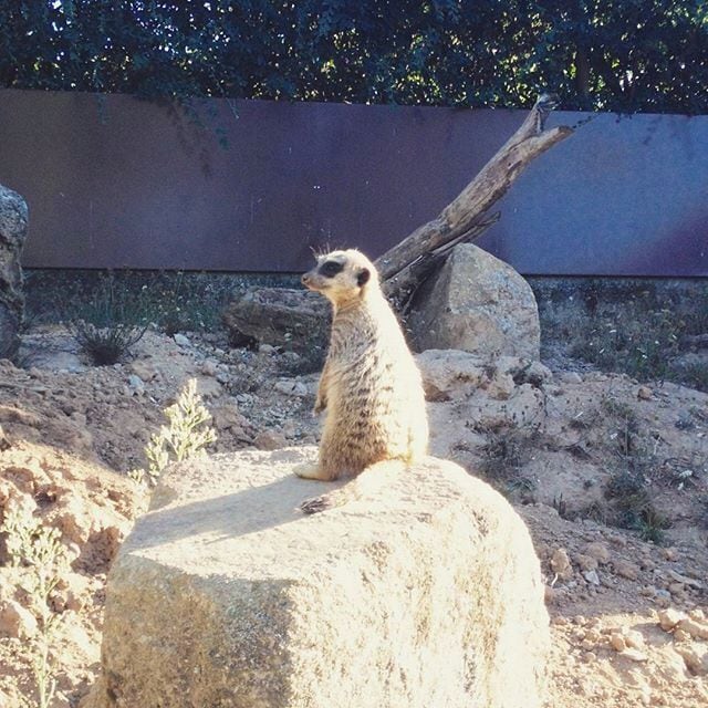 Timon, where is Pumba???  #zoo #zoosantoinacio #zoosantoinácio #animal #animals #petstagram #petsagram #photooftheday #meerkat #meerkats #suricate #suricates #animallovers