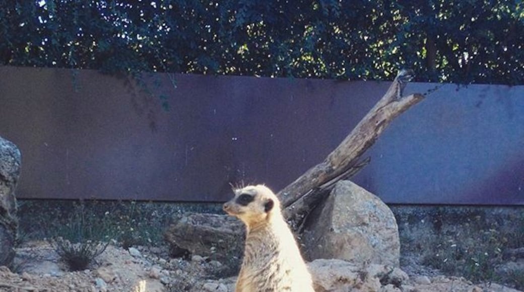 Timon, where is Pumba??? #zoo #zoosantoinacio #zoosantoinácio #animal #animals #petstagram #petsagram #photooftheday #meerkat #meerkats #suricate #suricates #animallovers
